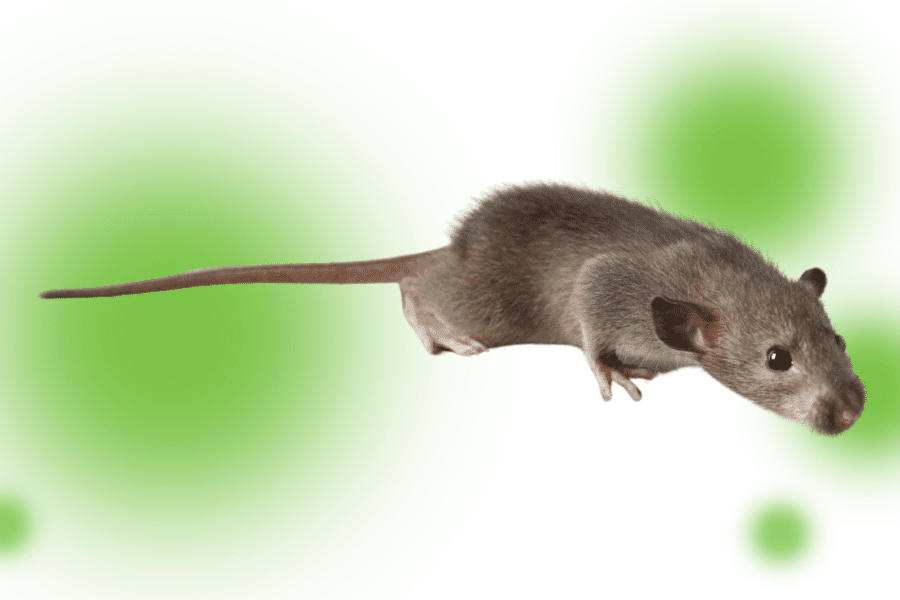 how to get mice out of walls