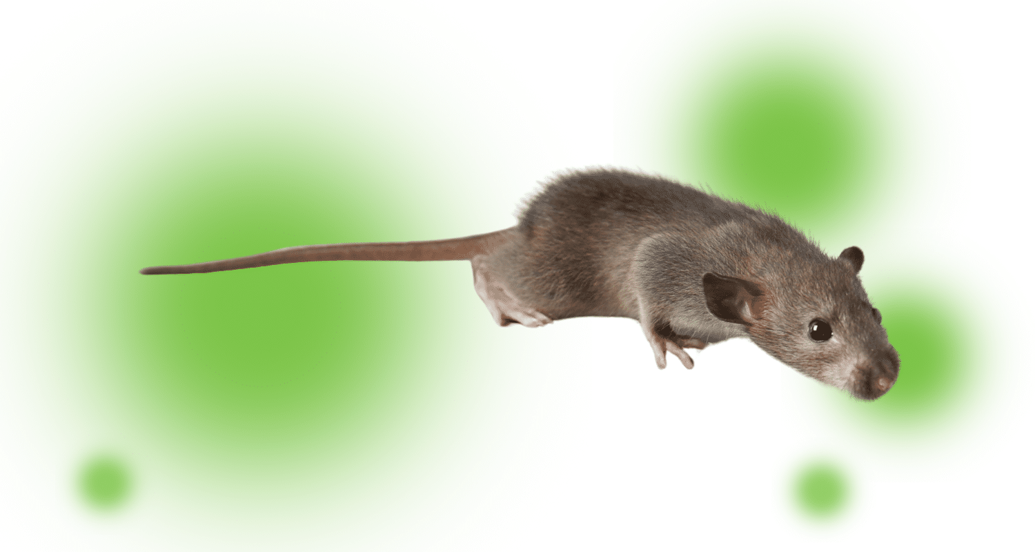 how to get mice out of walls