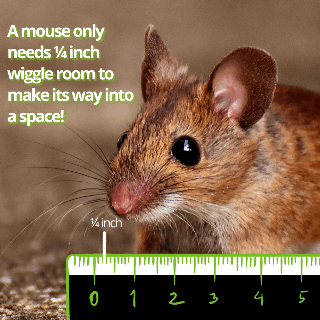 Graphic comparing size of a mouse to a ruler to show that they need little space to enter a home