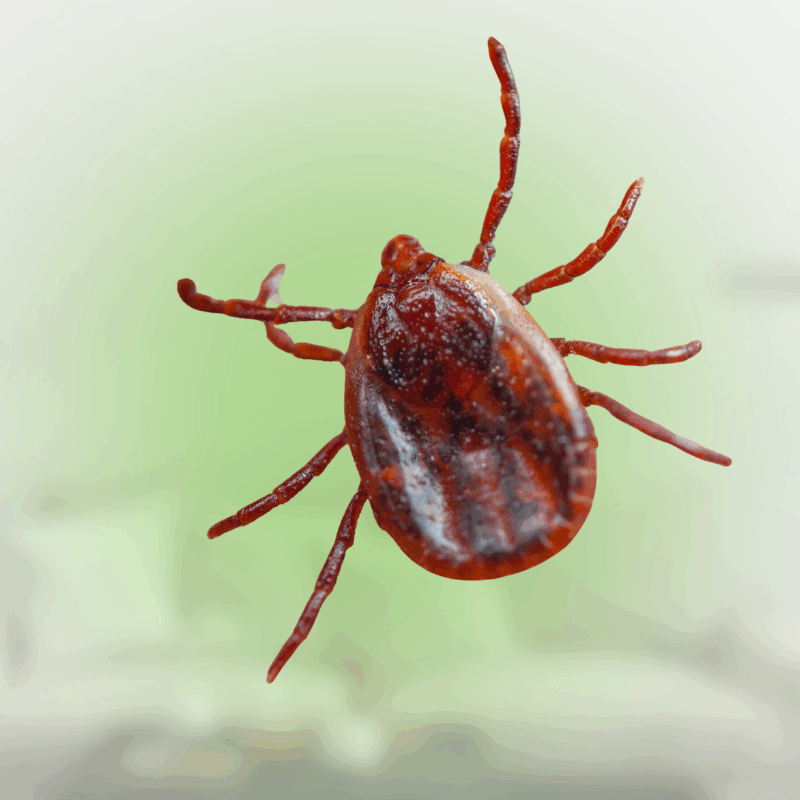 how long can ticks live in a house