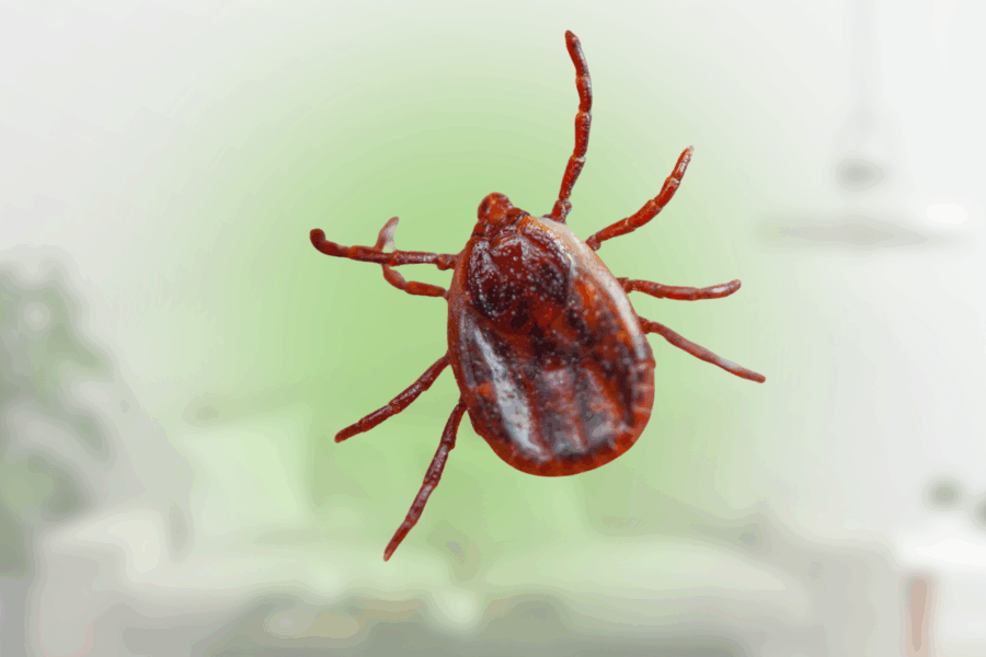 how long can ticks live in a house