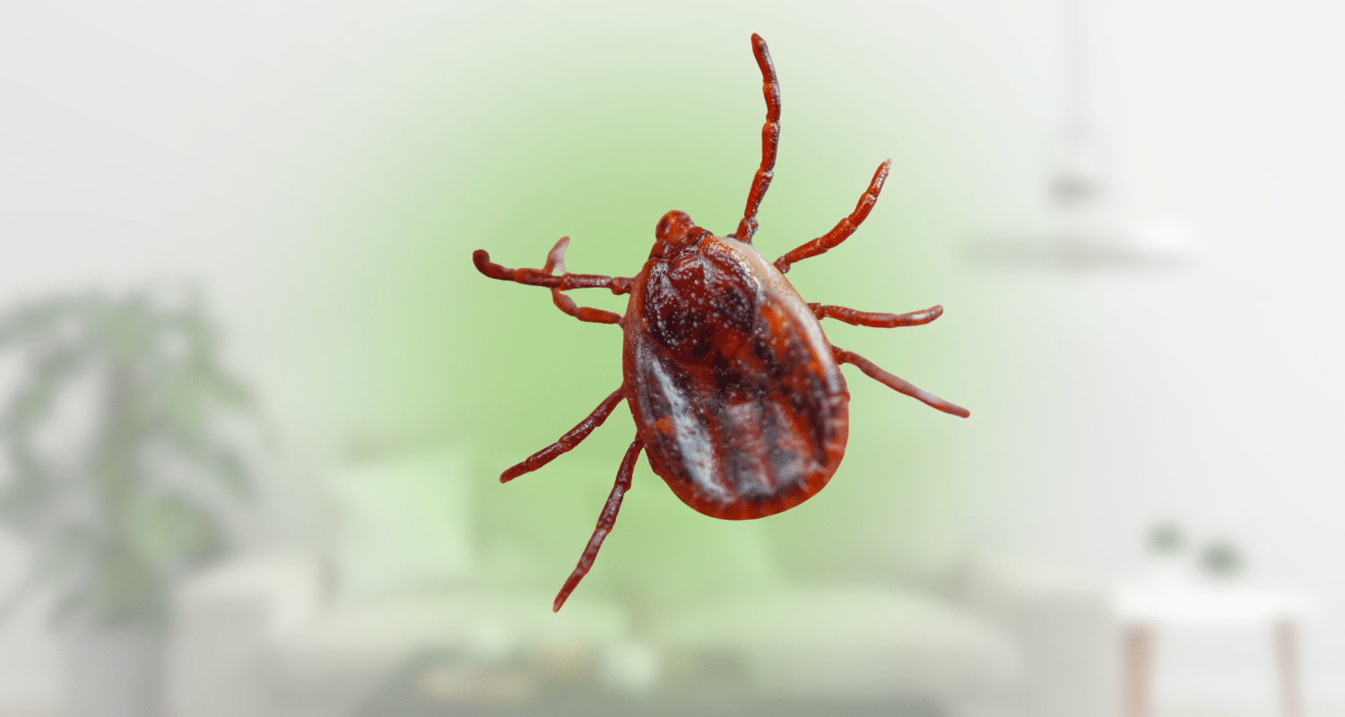 how long can ticks live in a house