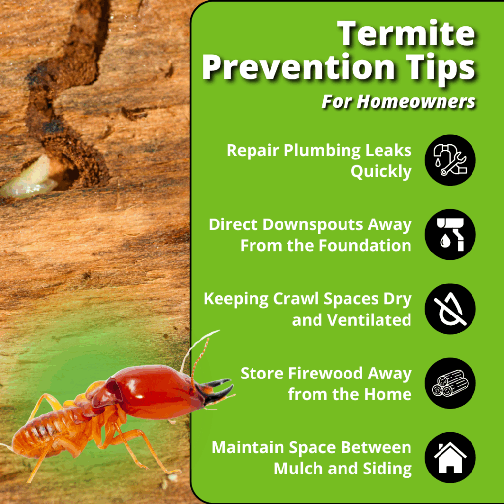 Termite Prevention for Long-Term Home Protection - All South Pest Control