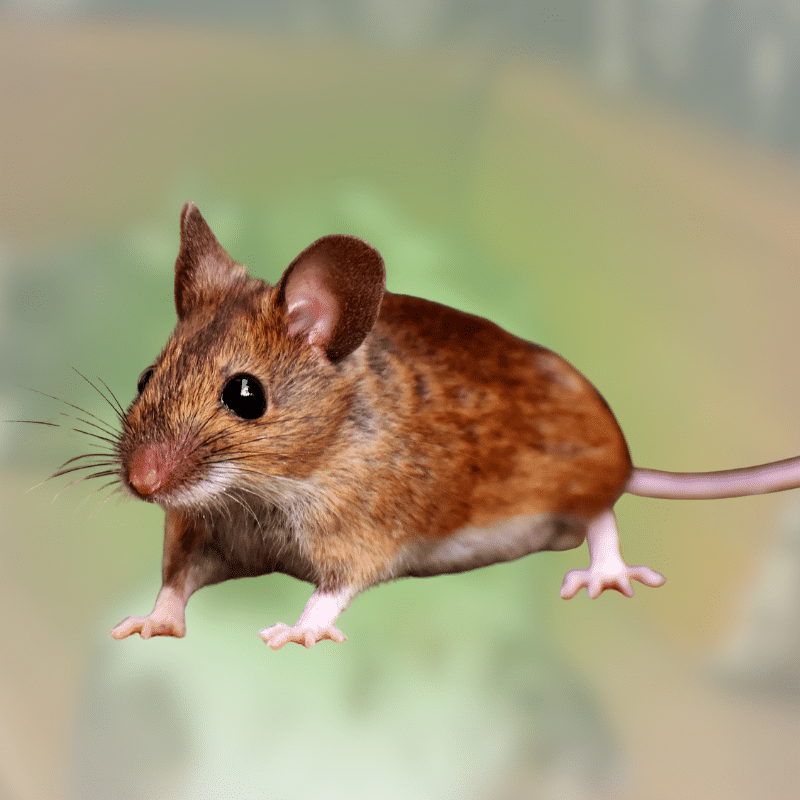 How to Get Rid of Mice in the House Before Damage Starts