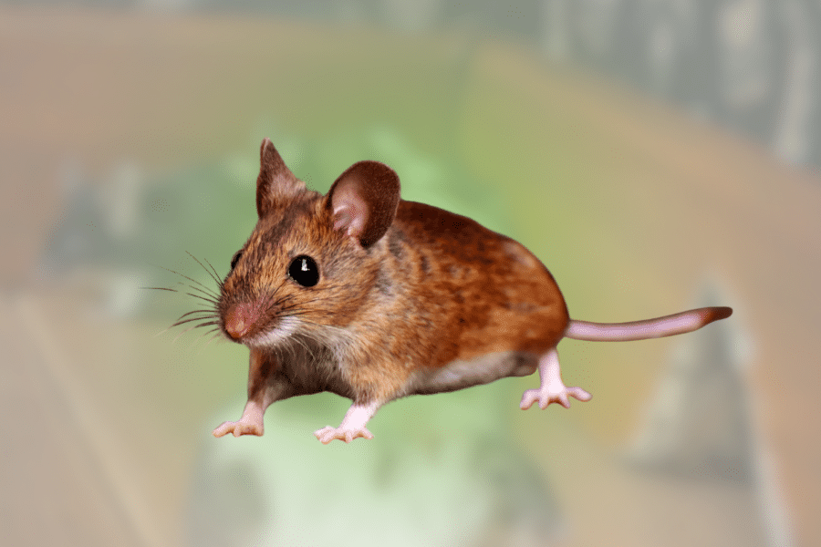 How to Get Rid of Mice in the House Before Damage Starts