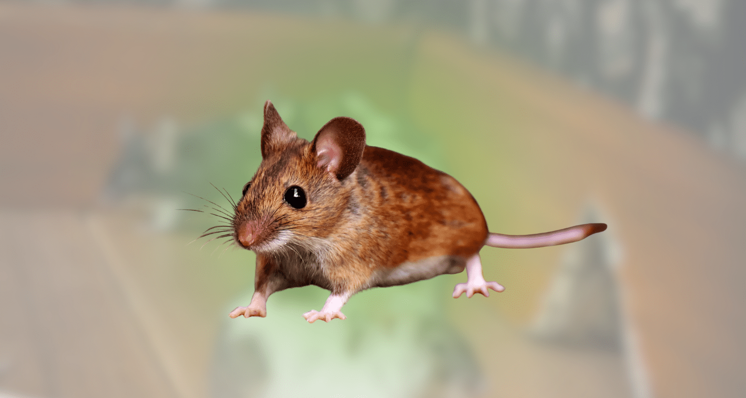 How to Get Rid of Mice in the House Before Damage Starts