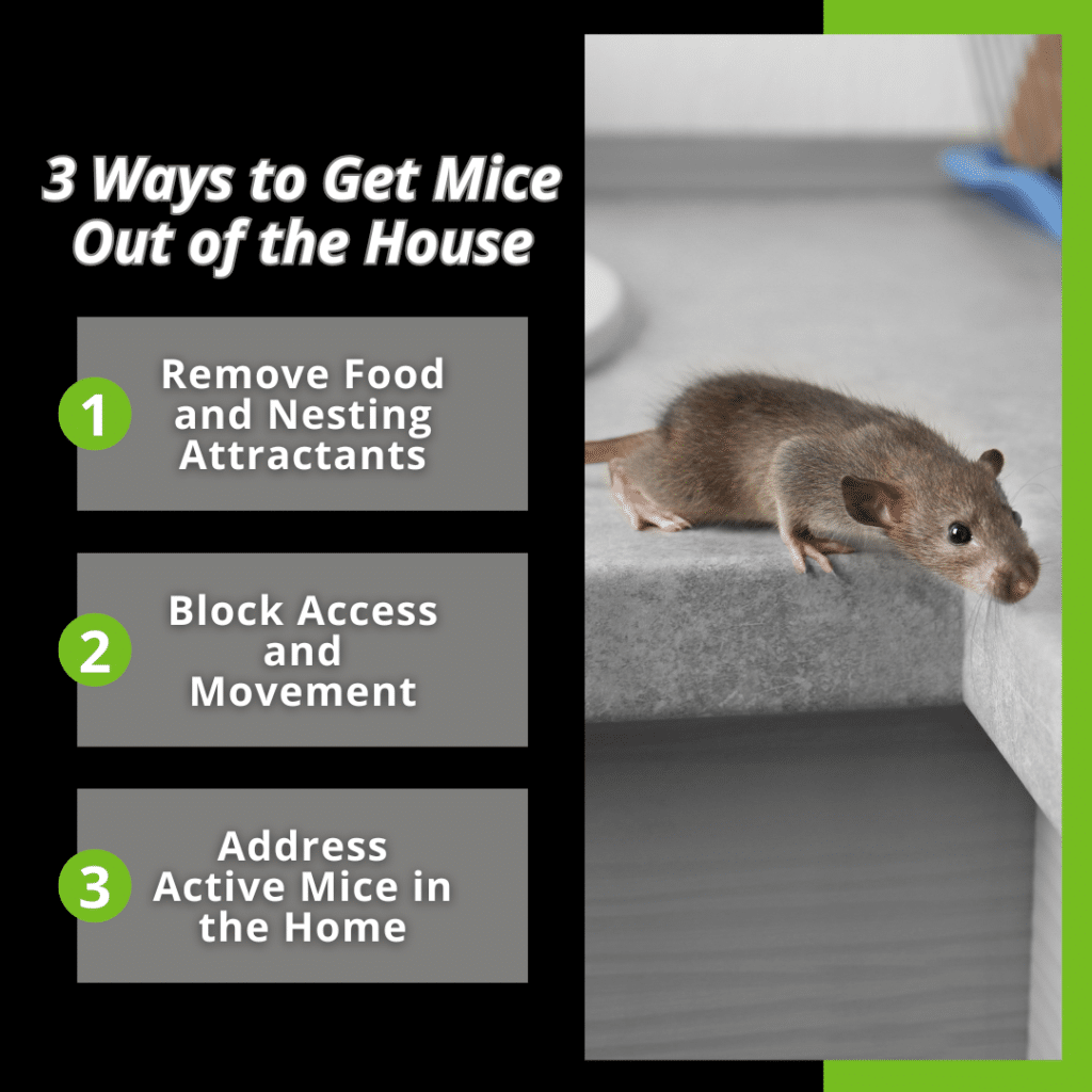 3 ways to get mice out of the house