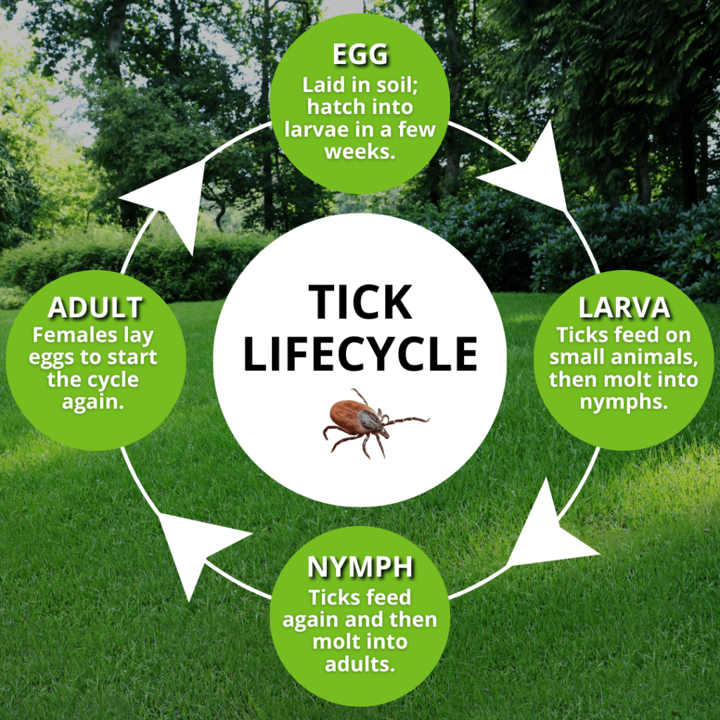 tick lifecycle