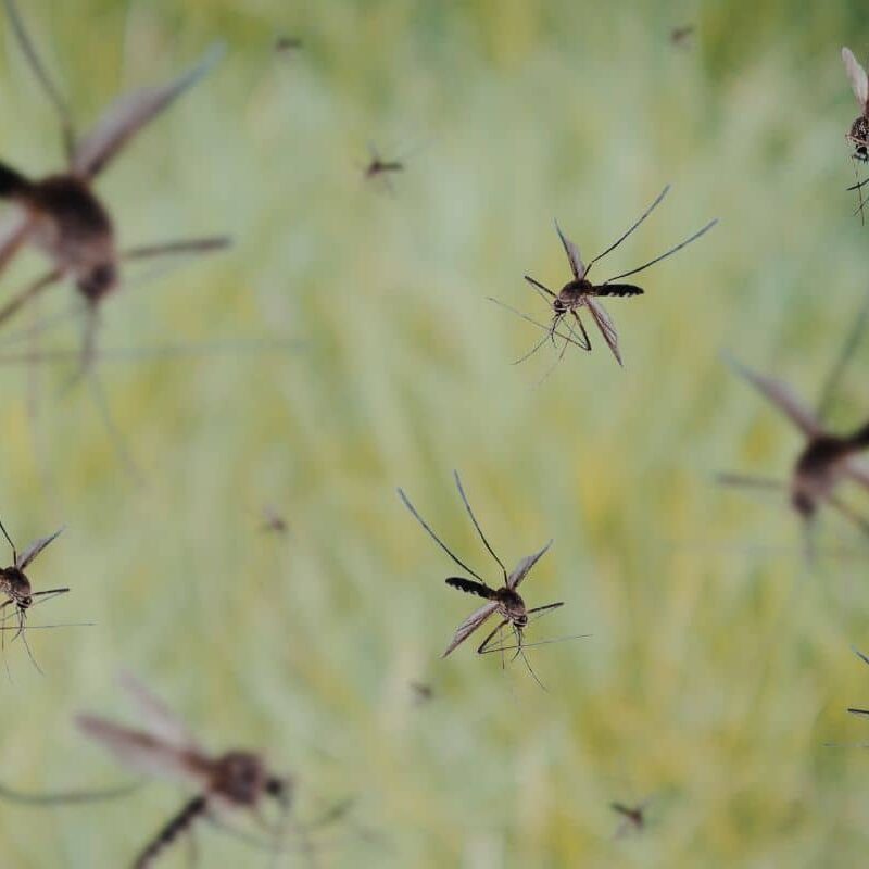 A swarm of mosquitoes hovers in the air above a blurred, grassy green background, showing why effective mosquito control is a key part of how pest control works.