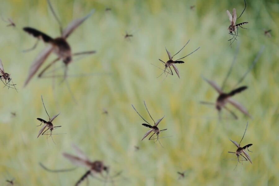 A swarm of mosquitoes hovers in the air above a blurred, grassy green background, showing why effective mosquito control is a key part of how pest control works.
