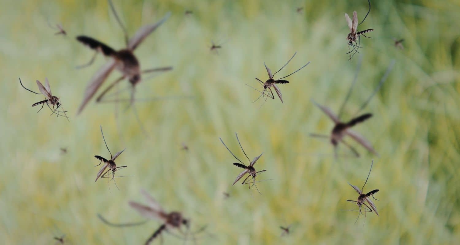 A swarm of mosquitoes hovers in the air above a blurred, grassy green background, showing why effective mosquito control is a key part of how pest control works.