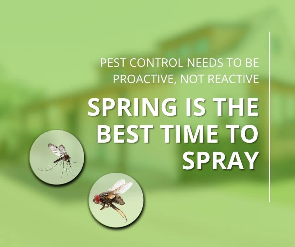 A green promotional graphic explaining how does pest control work by emphasizing proactive spring treatments. The text reads, "Pest Control Needs To Be Proactive, Not Reactive: Spring Is The Best Time To Spray," featuring circular icons of a mosquito and a housefly.
