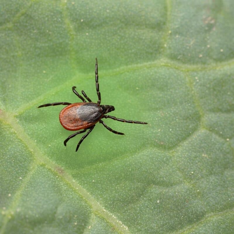 A macro view of a black-legged tick crawling across the surface of a textured green leaf.