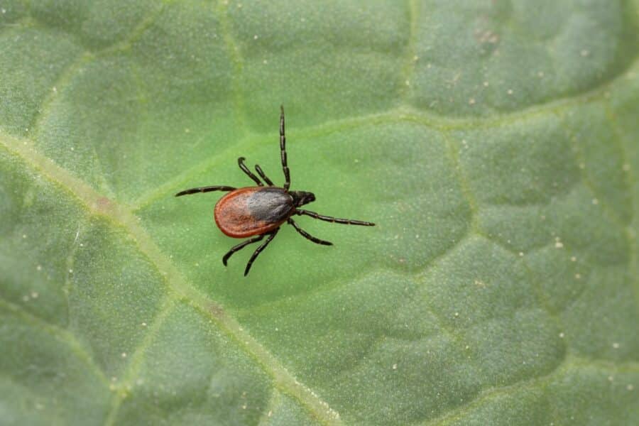 A macro view of a black-legged tick crawling across the surface of a textured green leaf.