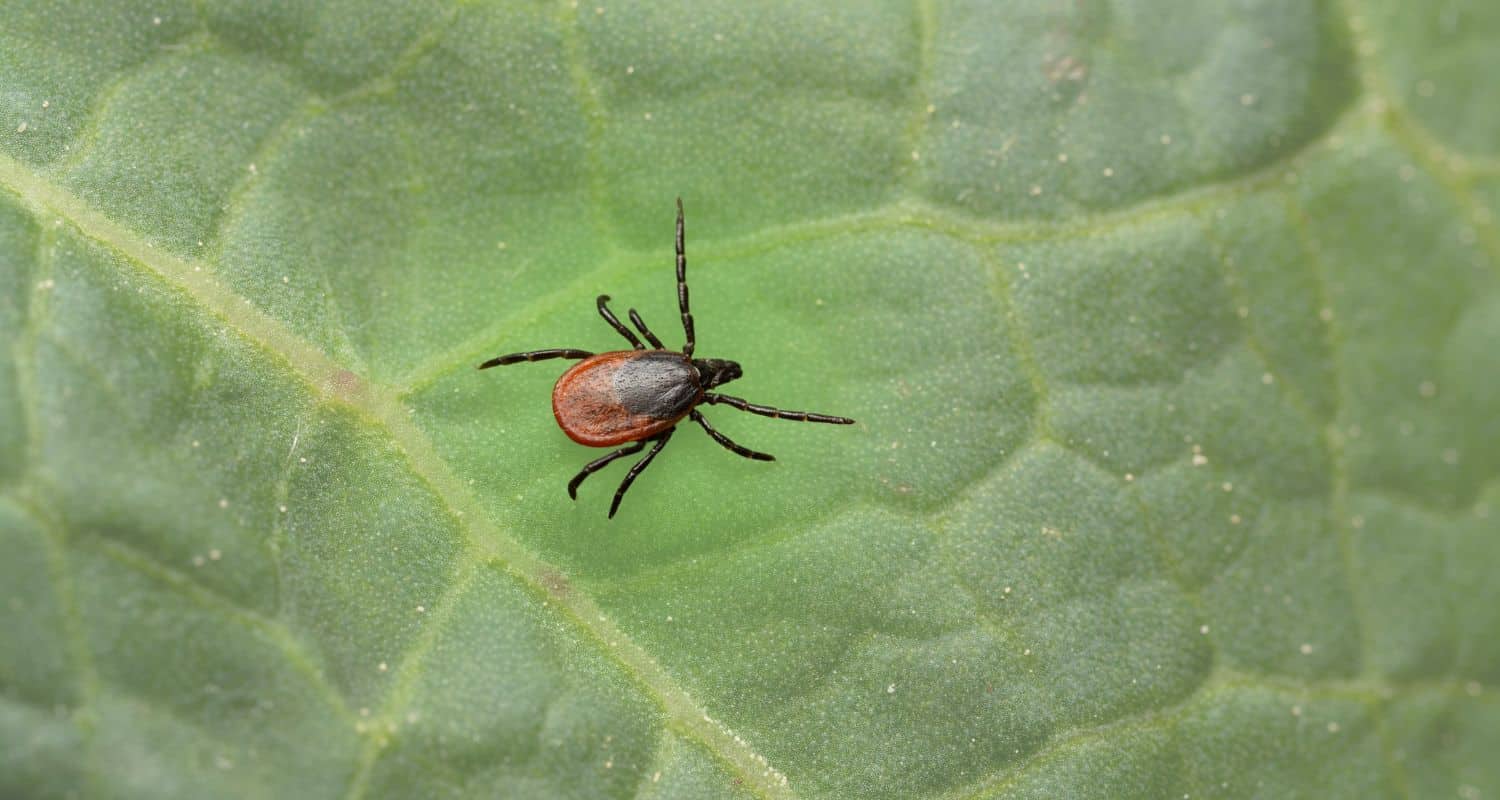 A macro view of a black-legged tick crawling across the surface of a textured green leaf.