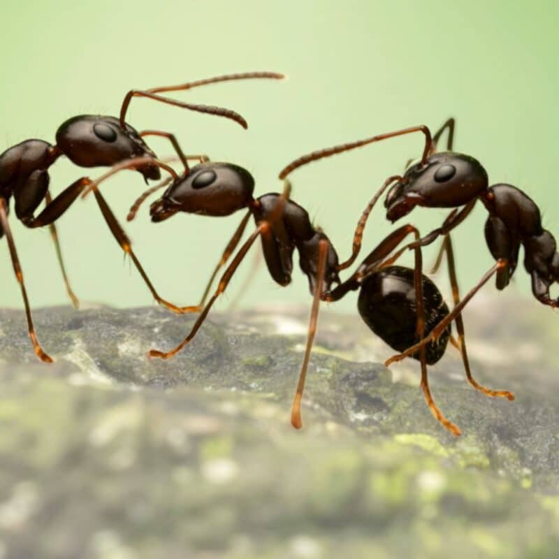 A detailed macro photograph of three dark ants interacting on a textured, mossy surface against a soft, blurry green background.