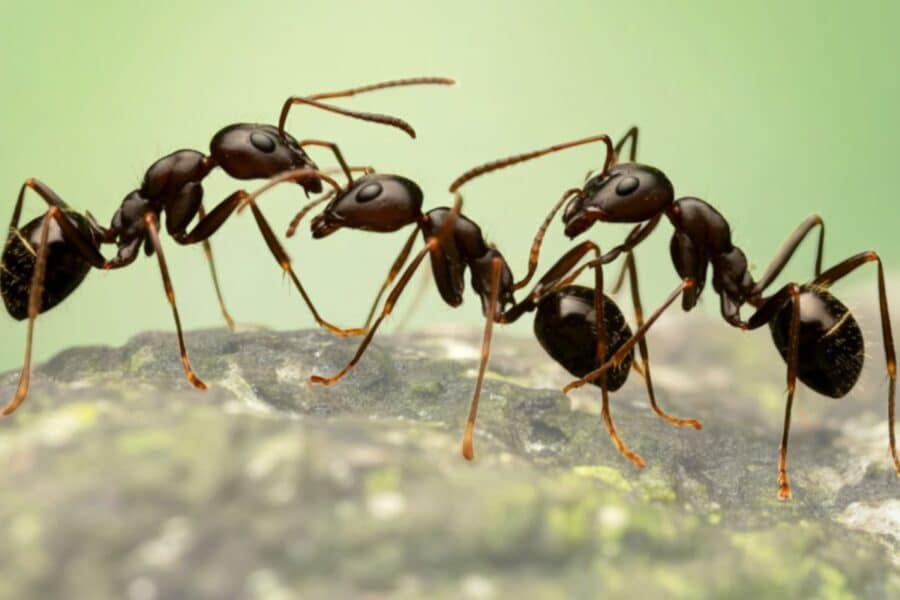 A detailed macro photograph of three dark ants interacting on a textured, mossy surface against a soft, blurry green background.