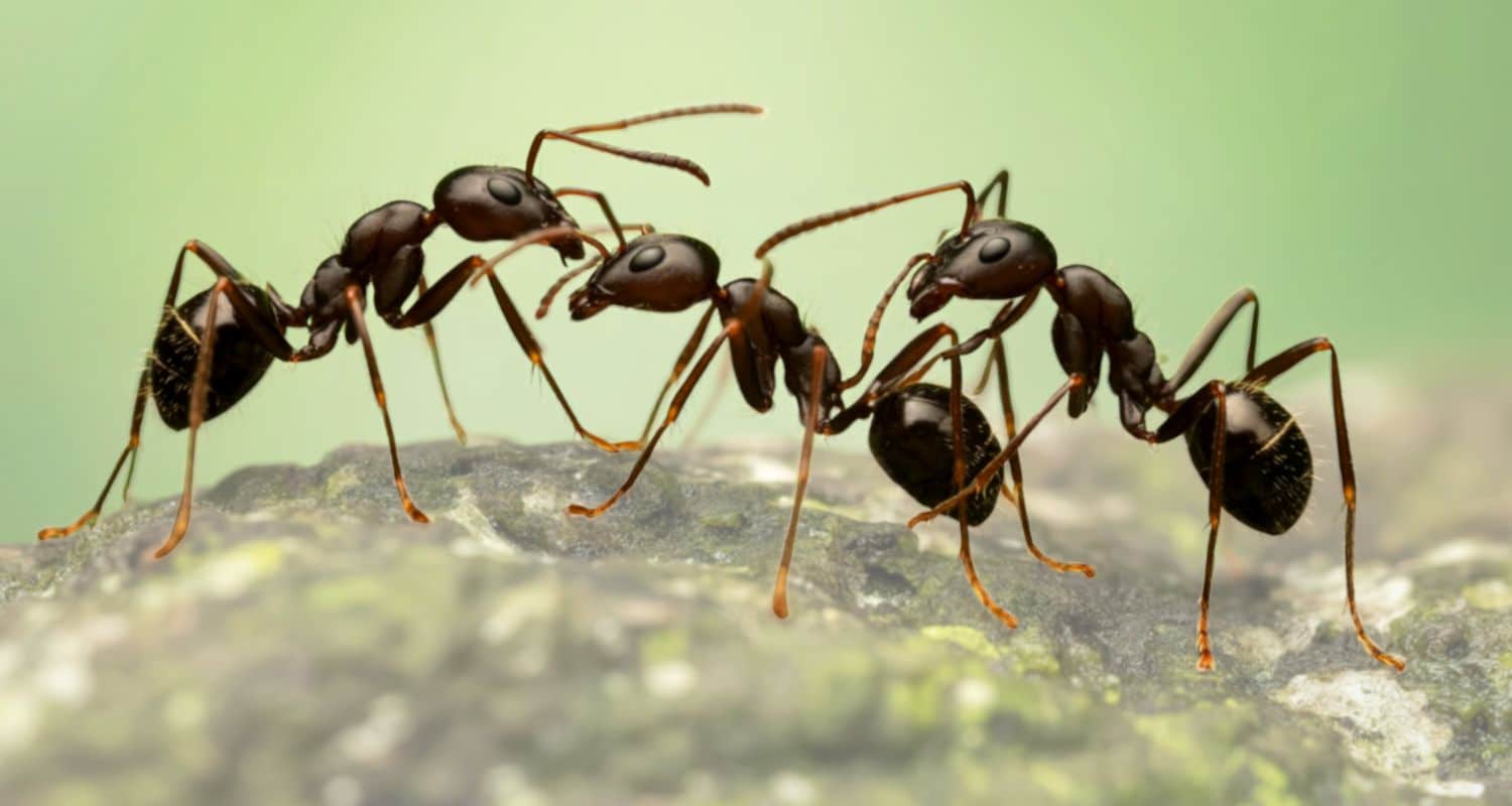 A detailed macro photograph of three dark ants interacting on a textured, mossy surface against a soft, blurry green background.