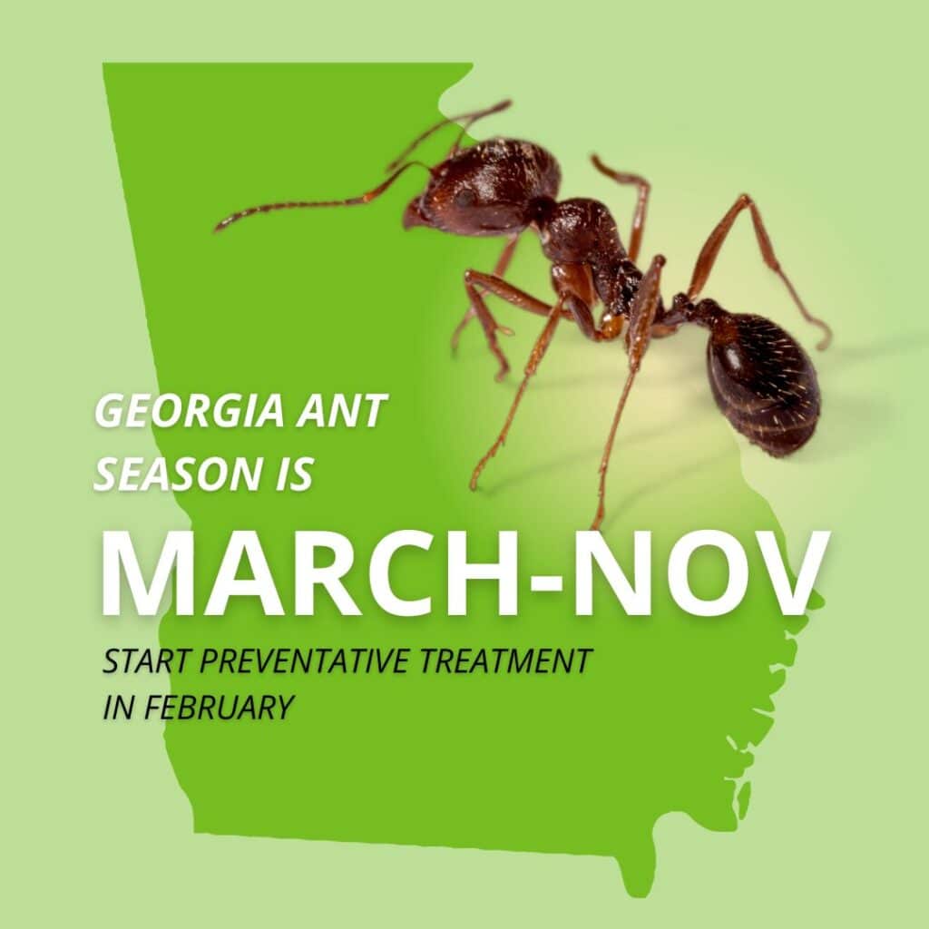 An educational graphic featuring a close-up of a brown ant over a green map of Georgia, with text reading "Georgia Ant Season is March-Nov" and "Start preventative treatment in February."