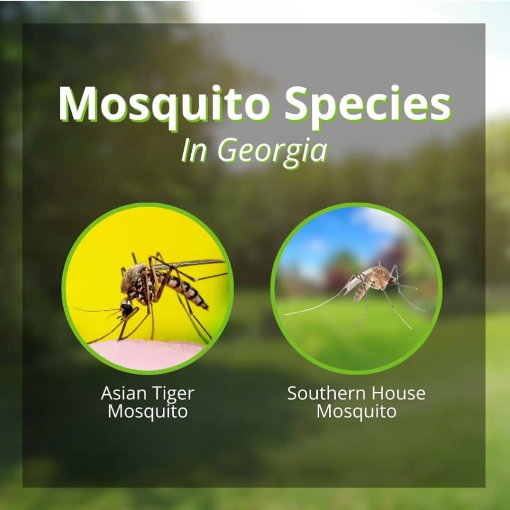 An infographic titled "Mosquito Species In Georgia," providing a side-by-side photographic comparison of an Asian Tiger Mosquito and a Southern House Mosquito in separate green-bordered circles.