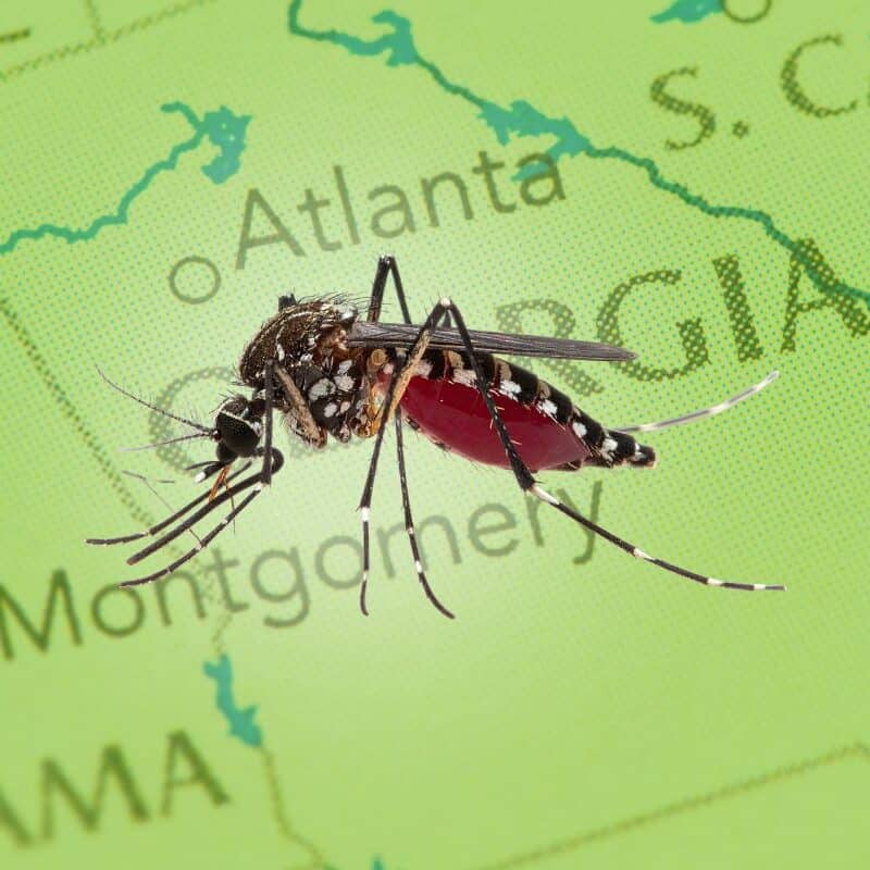 Macro image of a mosquito over a map of Georgia, illustrating mosquito season in the Southeast.