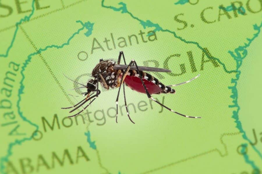 Macro image of a mosquito over a map of Georgia, illustrating mosquito season in the Southeast.