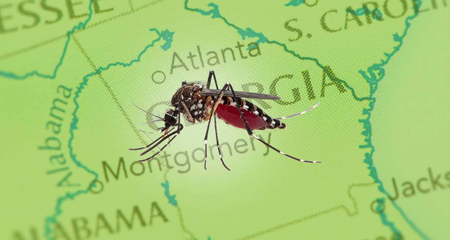 Macro image of a mosquito over a map of Georgia, illustrating mosquito season in the Southeast.