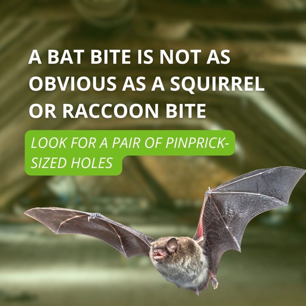 An educational graphic featuring a bat in flight with overlay text stating, "A bat bite is not as obvious as a squirrel or raccoon bite. Look for a pair of pinprick-sized holes."