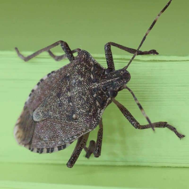 Close-up of a brown marmorated stink bug resting on a light green surface.