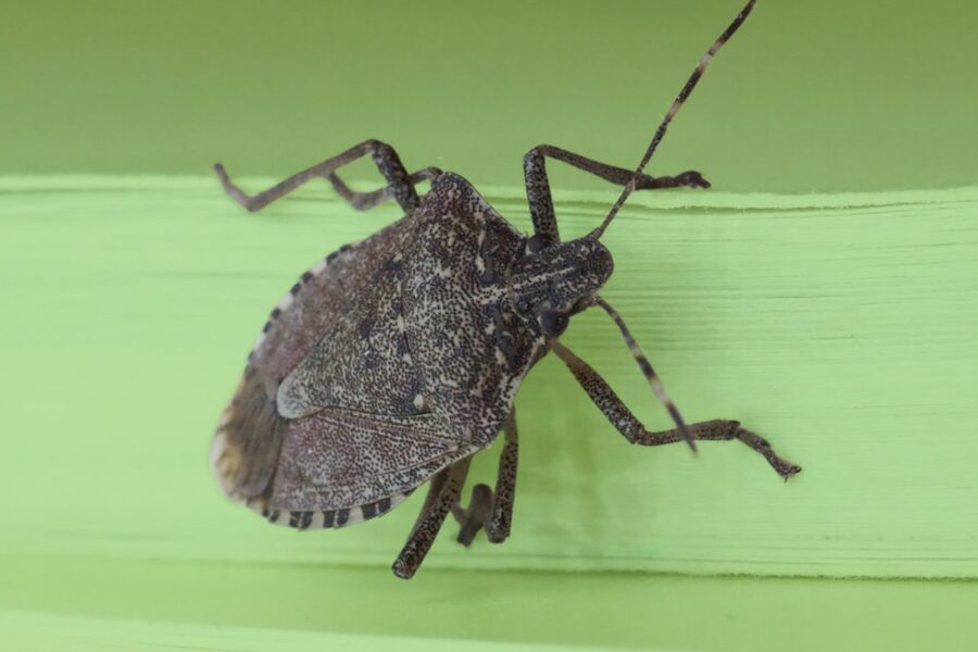 Close-up of a brown marmorated stink bug resting on a light green surface.