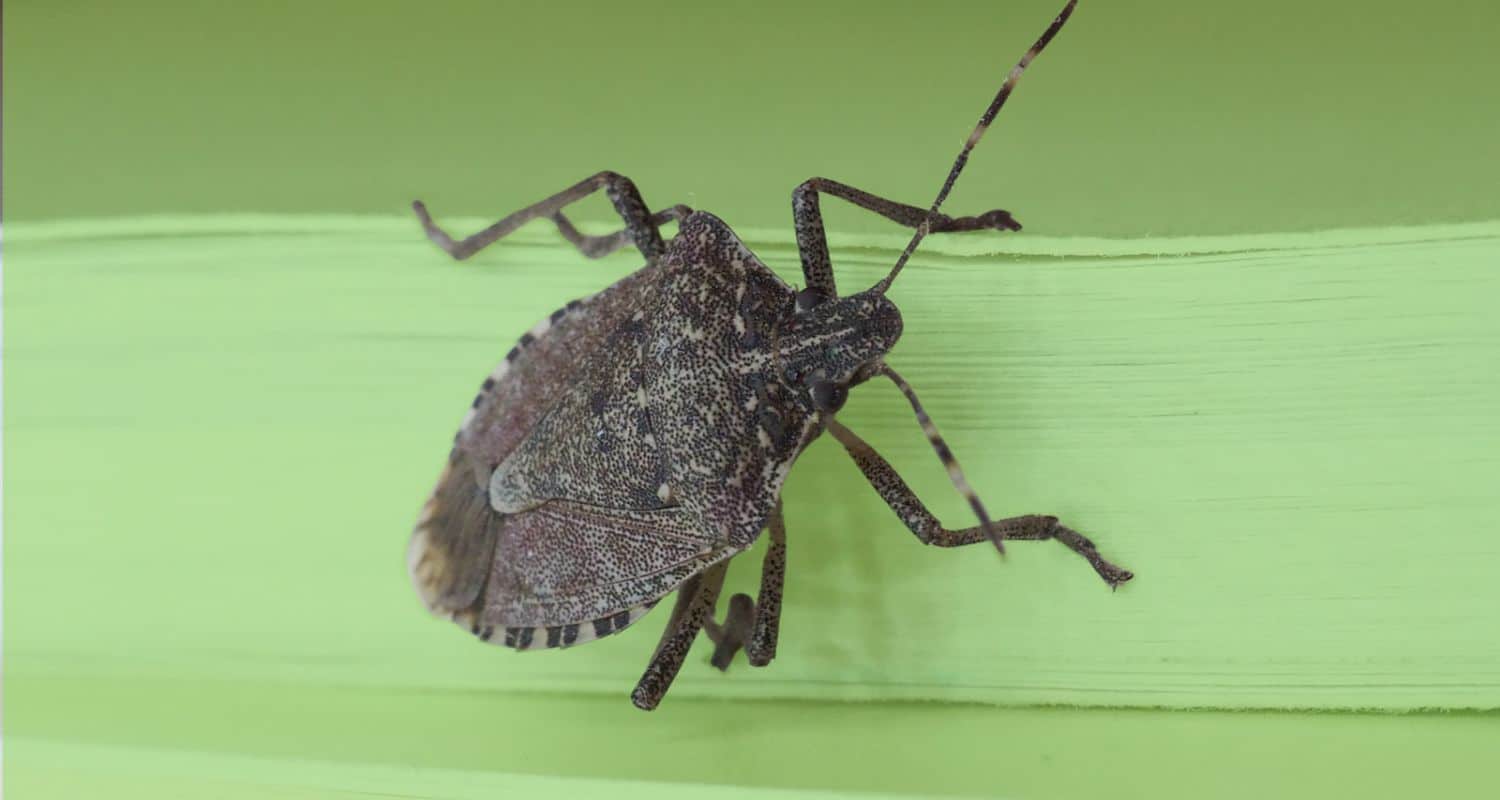 Close-up of a brown marmorated stink bug resting on a light green surface.
