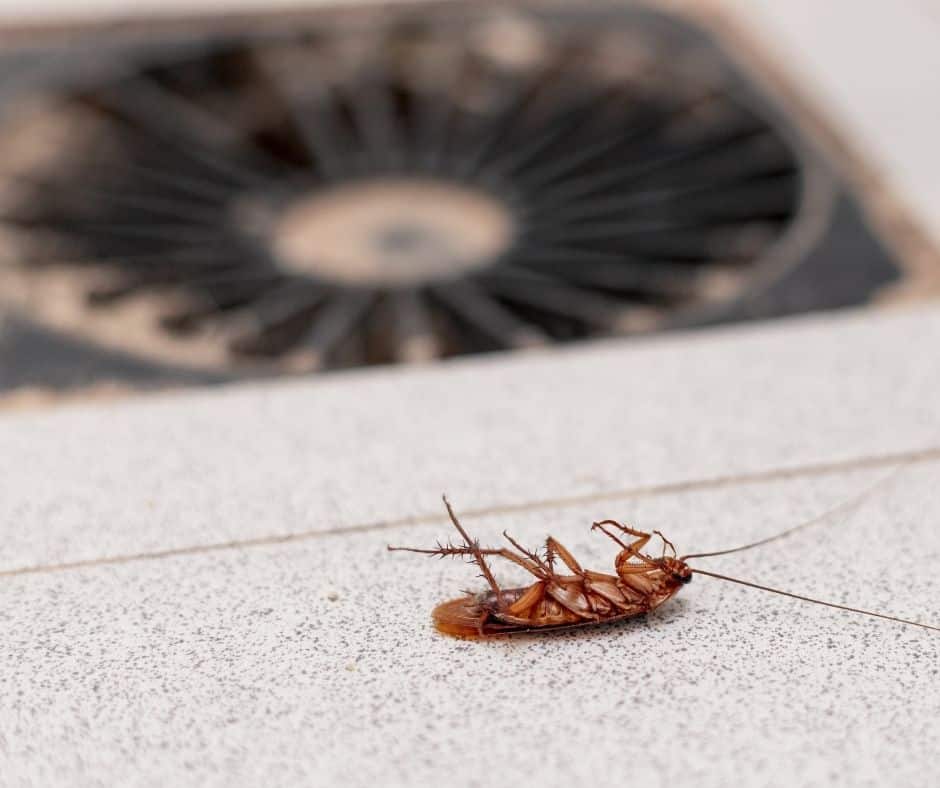 Dead cockroach lying on its back on a tiled floor next to a circular floor drain.