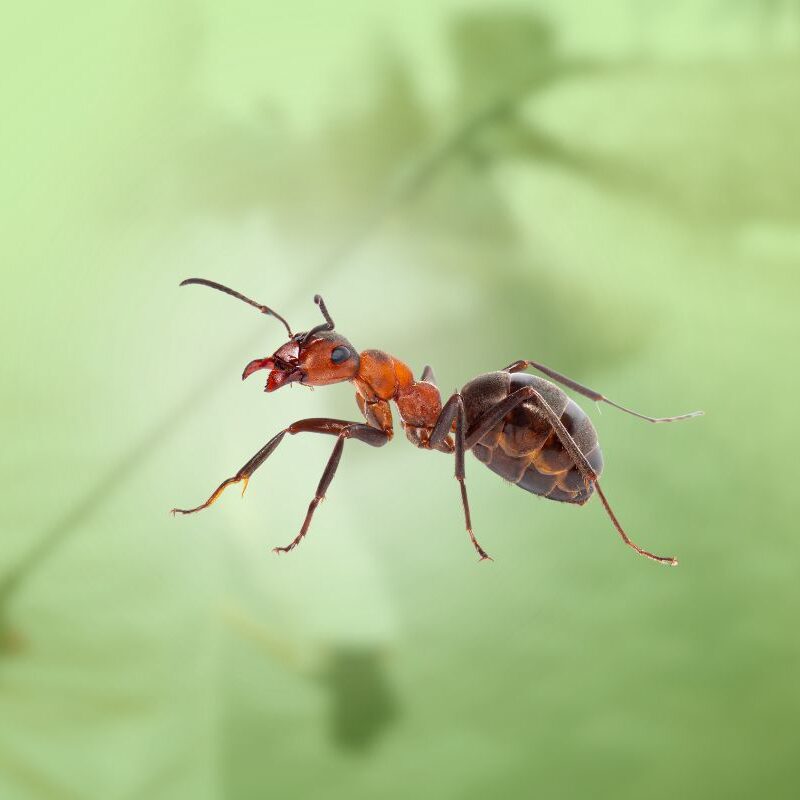 Detailed macro photograph of a red and black ant against a soft, blurred light-green background.