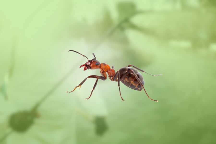 Detailed macro photograph of a red and black ant against a soft, blurred light-green background.