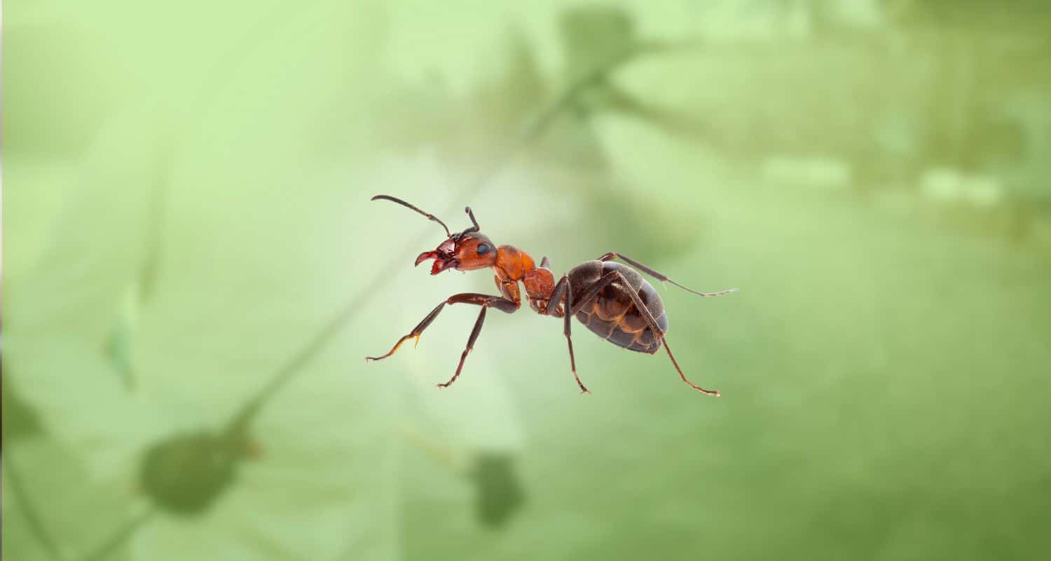 Detailed macro photograph of a red and black ant against a soft, blurred light-green background.