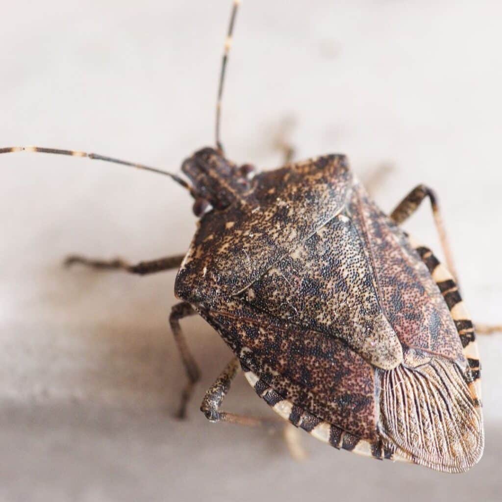 Close-up macro photograph of a brown marmorated stink bug showing its mottled brown shield-shaped shell and banded antennae.