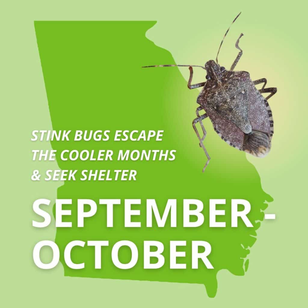 Graphic featuring a green silhouette of the state of Georgia alongside a stink bug and text reading "Stink bugs escape the cooler months & seek shelter: September – October".