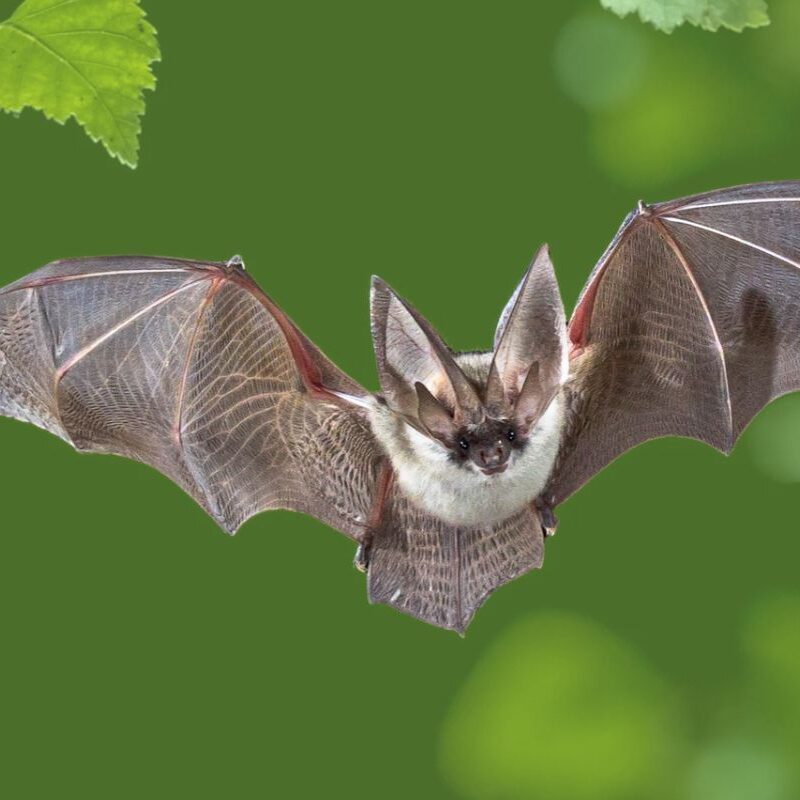 A brown and white bat flying directly forward with its wings fully spread against a blurred green background.