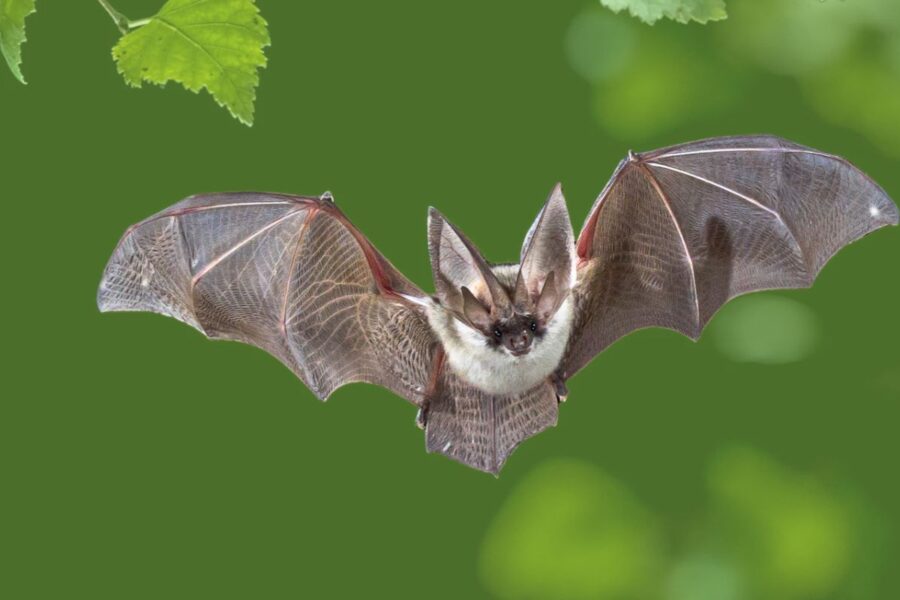 A brown and white bat flying directly forward with its wings fully spread against a blurred green background.