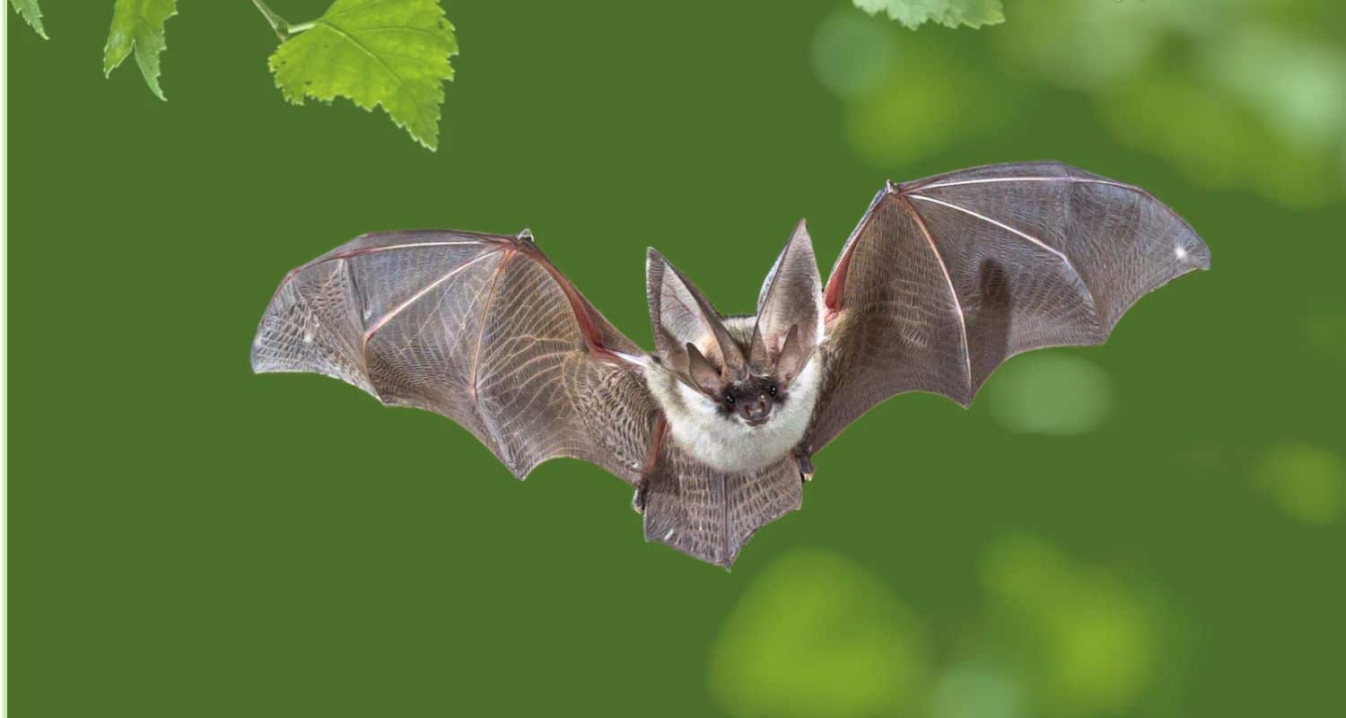 A brown and white bat flying directly forward with its wings fully spread against a blurred green background.
